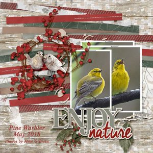 Birds