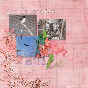 Birding Highlights