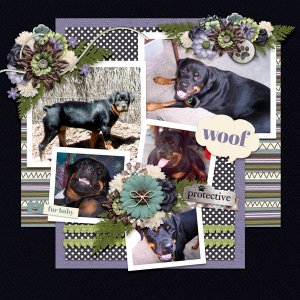 Rottie Dawg