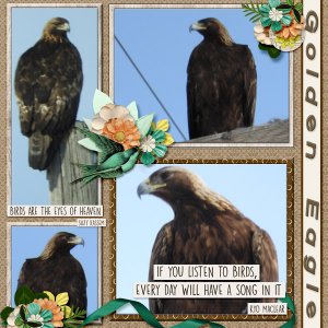 Golden_Eagle_2019_March-1