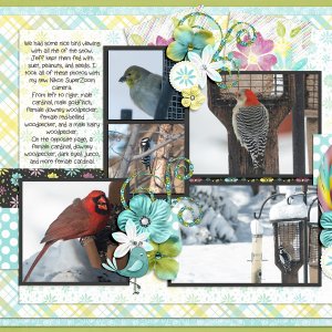 February birds