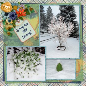 Snow in the Motherlode