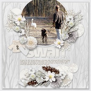 Swan Encounter