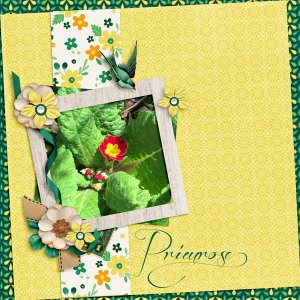 Primrose