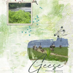 Geese
