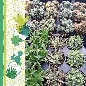 Spring Succulents