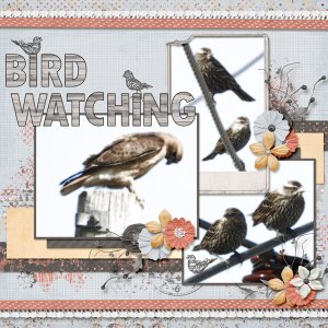 bird_watching_small