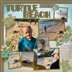 2017 HI Turtles