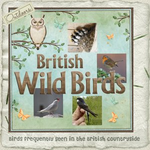 British Wild Birds