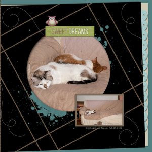 2019-02-Lionheart-Tupelo-sleep-right-side