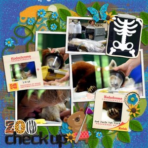 Zoo Check Up