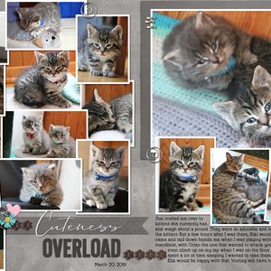 2019-03-20 Kittens