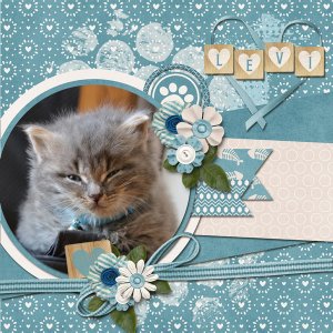 Cat's Meow