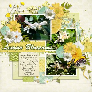 Lemon Blossoms