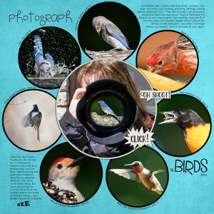 Favorite Outdoor Activity - Photographing the Birds