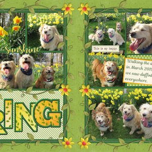 Spring Daffodils
