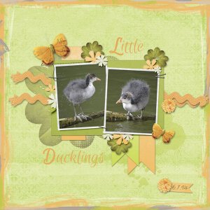 little ducklings