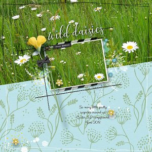 Wild daisies