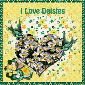 Daisies