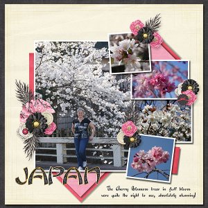 Cherry Blossom Trees
