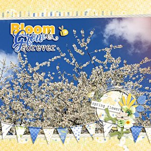 Spring Blooms