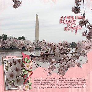 Cherry Blossoms