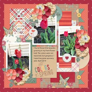 Tulips