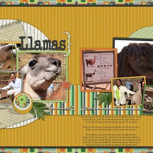 Peru - Llamas