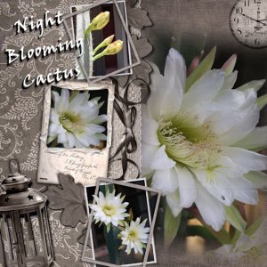 Night Blooming Cactus