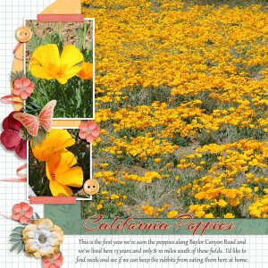 California Poppies