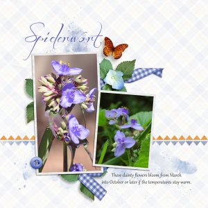 Spiderwort