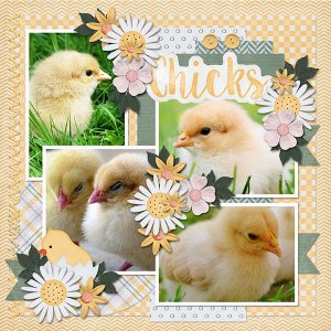 Chicks