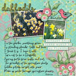 Daffodils
