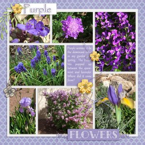 Purple Flowers