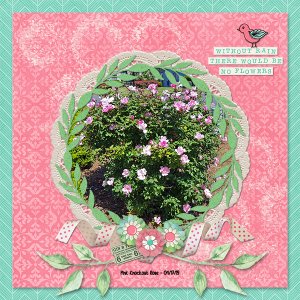 Pink Roses