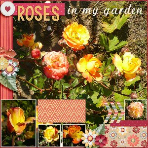 Roses In My Garden