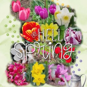 Spring Flowers 2019