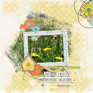 weeds and wildflowers