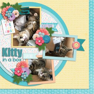 Kitty in a Box