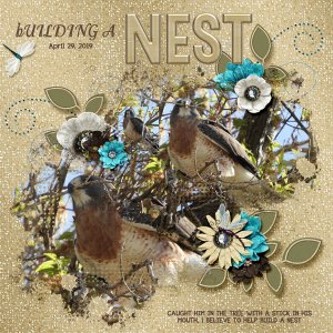 nest_small