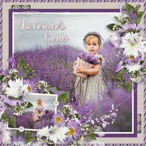 Lavender fields