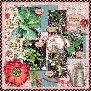 Our Garden 2019