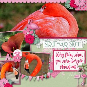 Strut Your Stuff