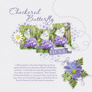 Checkered Butterfly
