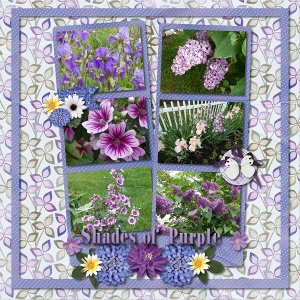 Shades of Purple