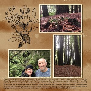 Redwood Forest