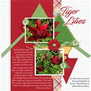 Tiger Lilies - temp challenge