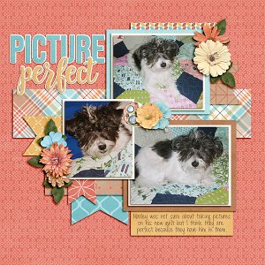 Picture Perfect
