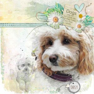 Daisy