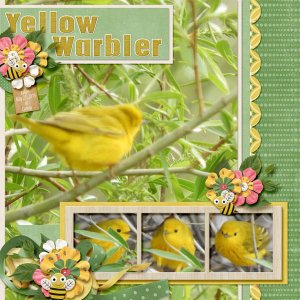 Yellow_Warbler_Busy_Bees